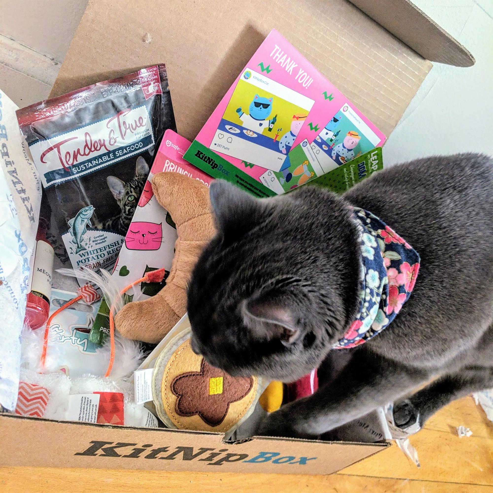 Official KitNipBox | Multi-Cat Box | Monthly Cat Subscription Boxes Filled with Cat Toys, Kitten Toys, Catnip, and Cat Treats