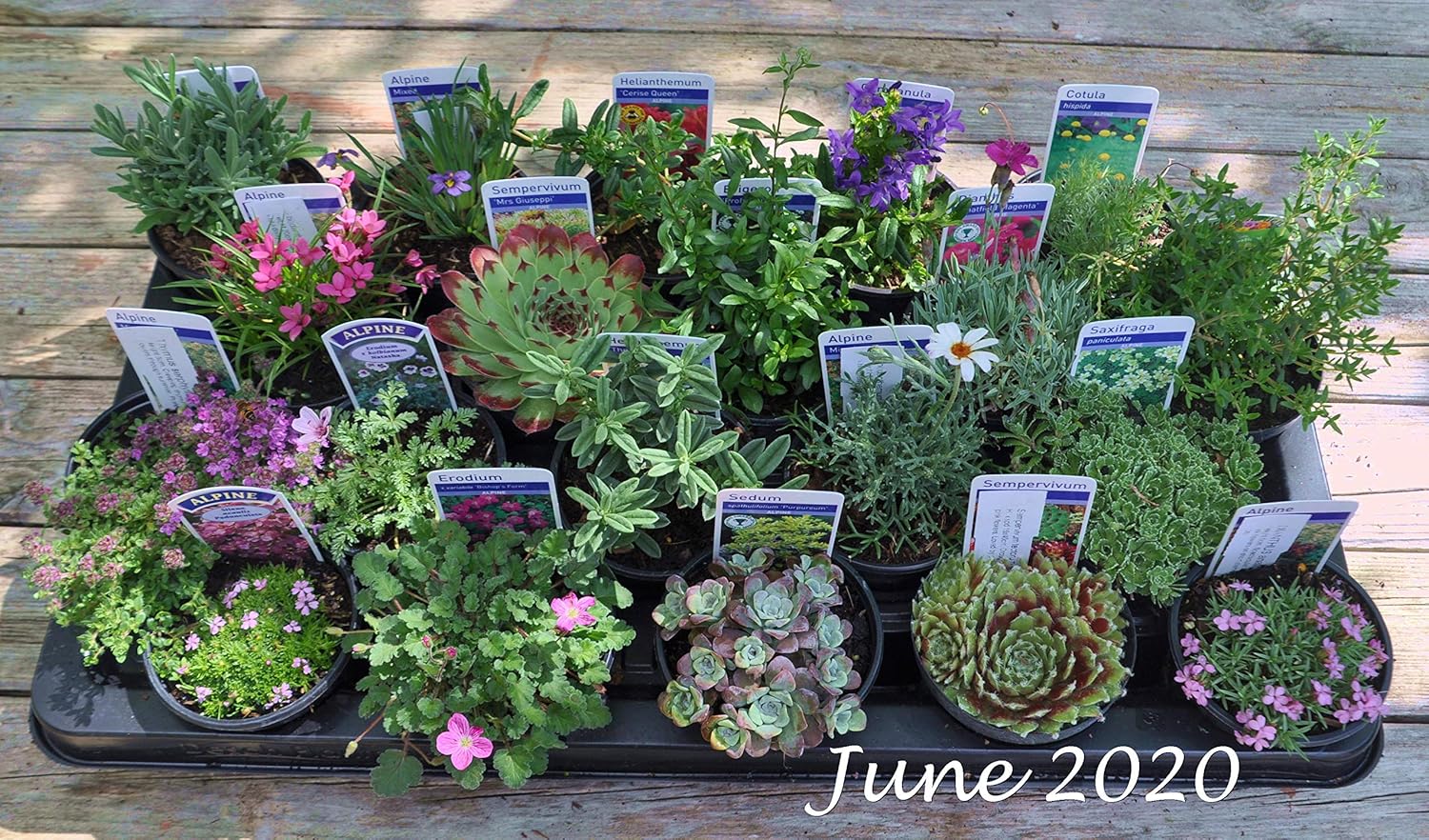 20 Different Alpine Rockery Plants in 9cm POTS Quality Alpines Direct
