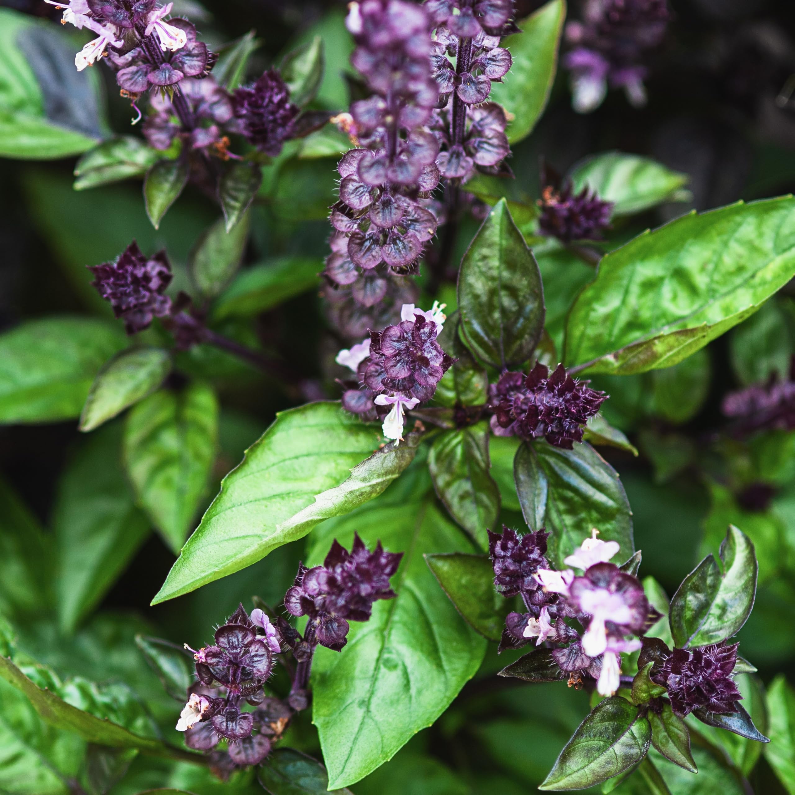 PREMIER SEEDS DIRECT - HERB - Basil - Cinnamon - 2000 Seeds