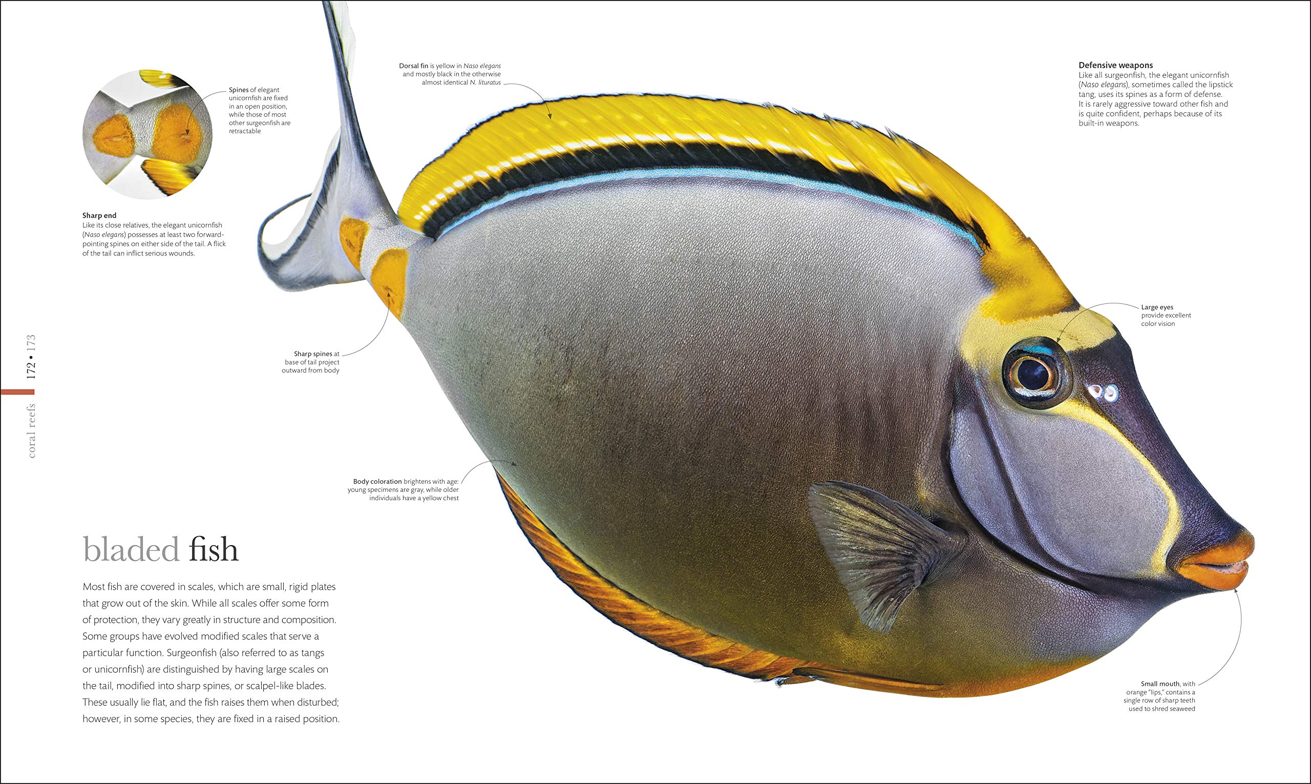 Oceanology: The Secrets of the Sea Revealed (DK Secret World Encyclopedias)