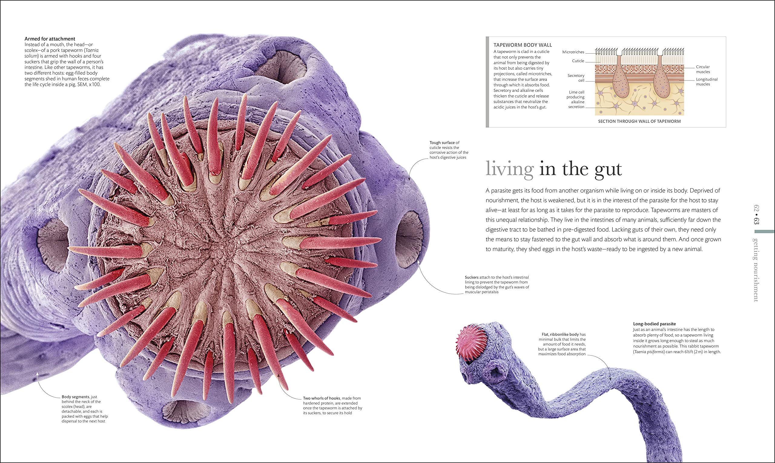 Micro Life: Miracles of the Miniature World Revealed (DK Secret World Encyclopedias) (Packaging may vary)
