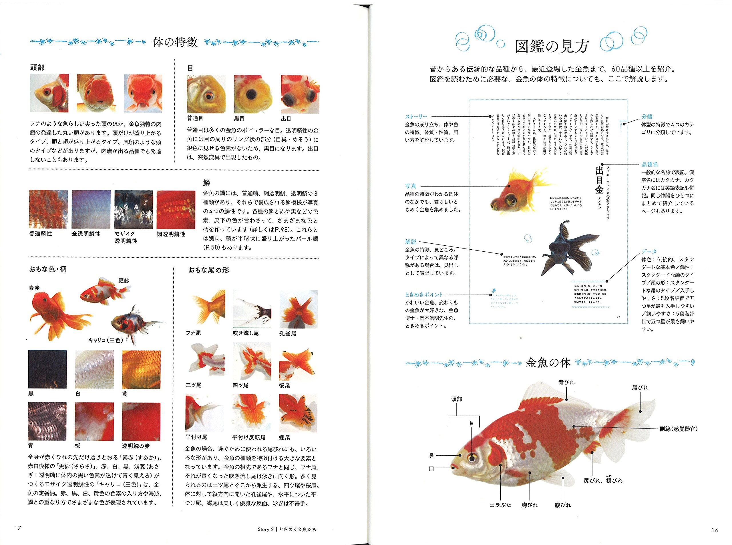 ときめく金魚図鑑 ときめく図鑑 尾園 暁 岡本信明 尾園 暁 本 通販 Amazon