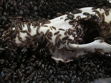 Amazon Com Dermestid Larvae 10 000 Count Pet Supplies