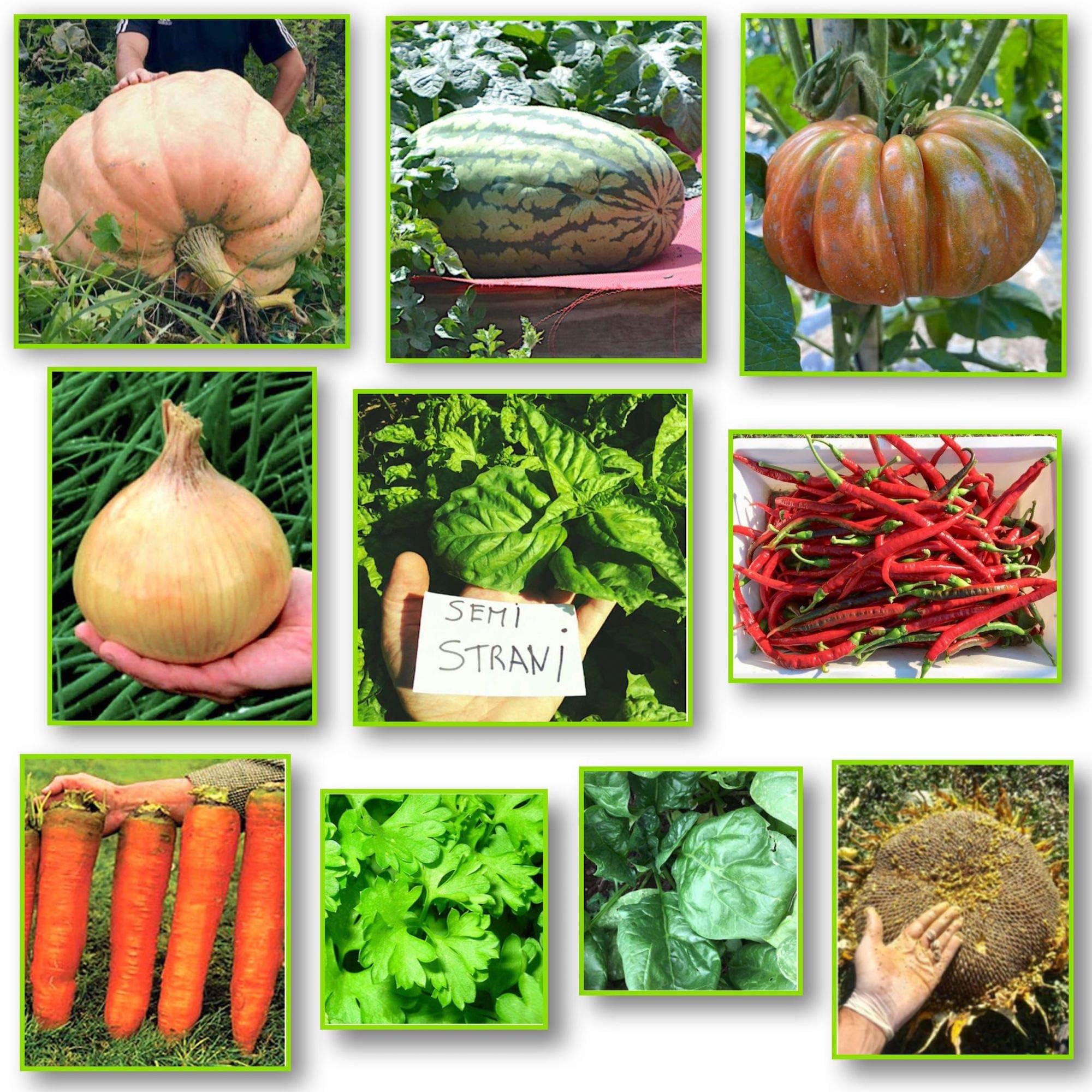 10 GIANTS OF THE GARDEN in +400 SEEDS: WATERMELON, TOMATO, PUMPKIN, CARROT, ONION, SPINACH, CHILI PEPPER, BASIL, SUNFLOWER, PARSLEY + GUIDE