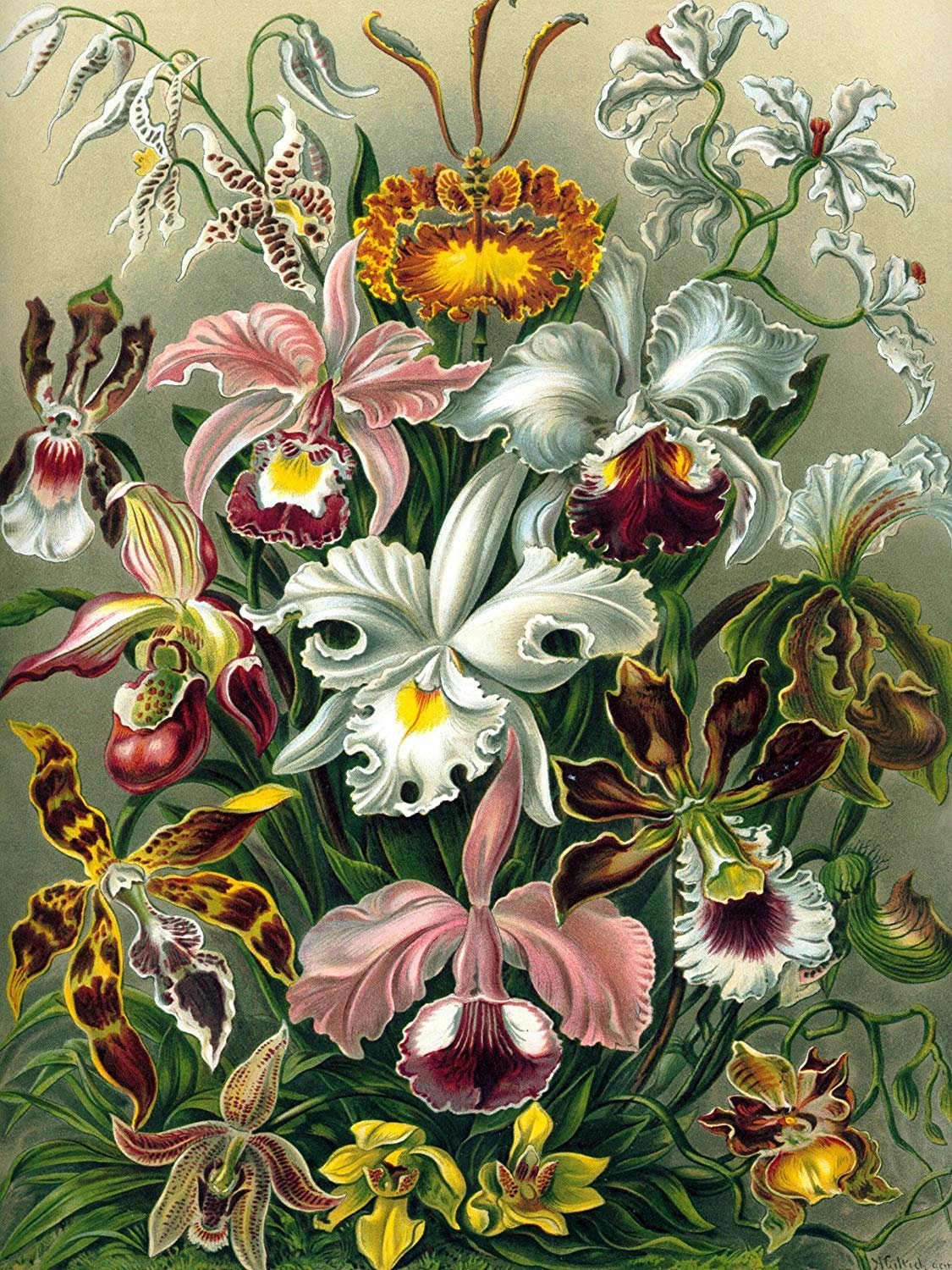 Colorful Orchids E. Haeckel Tile Mural Kitchen Bathroom Wall Backsplash Ceramic