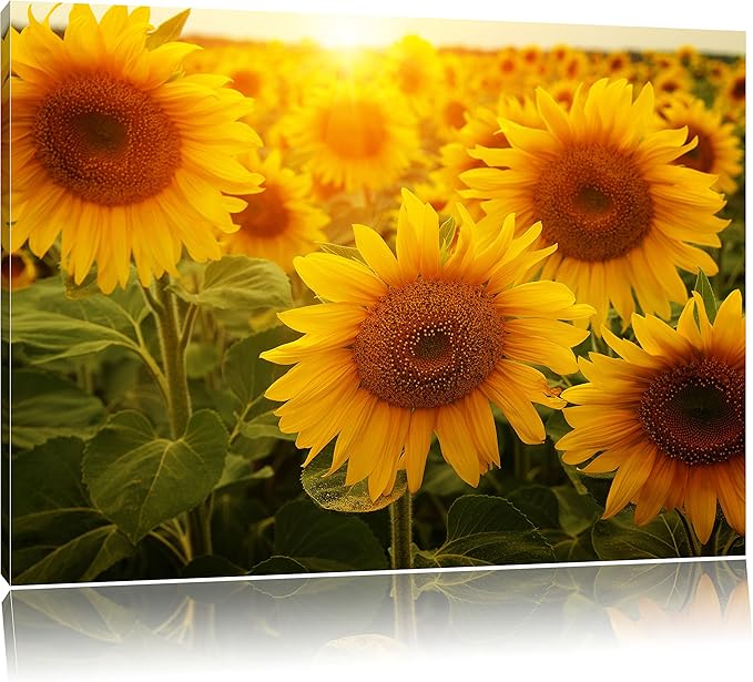 Sonnenblumen auf dem Feld, Format: 120x80 auf Leinwand, XXL riesige