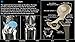 Skeletal Anatomy 3D - Quiz and Reference