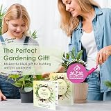 Garden Pack 12 Herb Seeds Variety 15000 Heirloom Seeds Starter Kit view 5