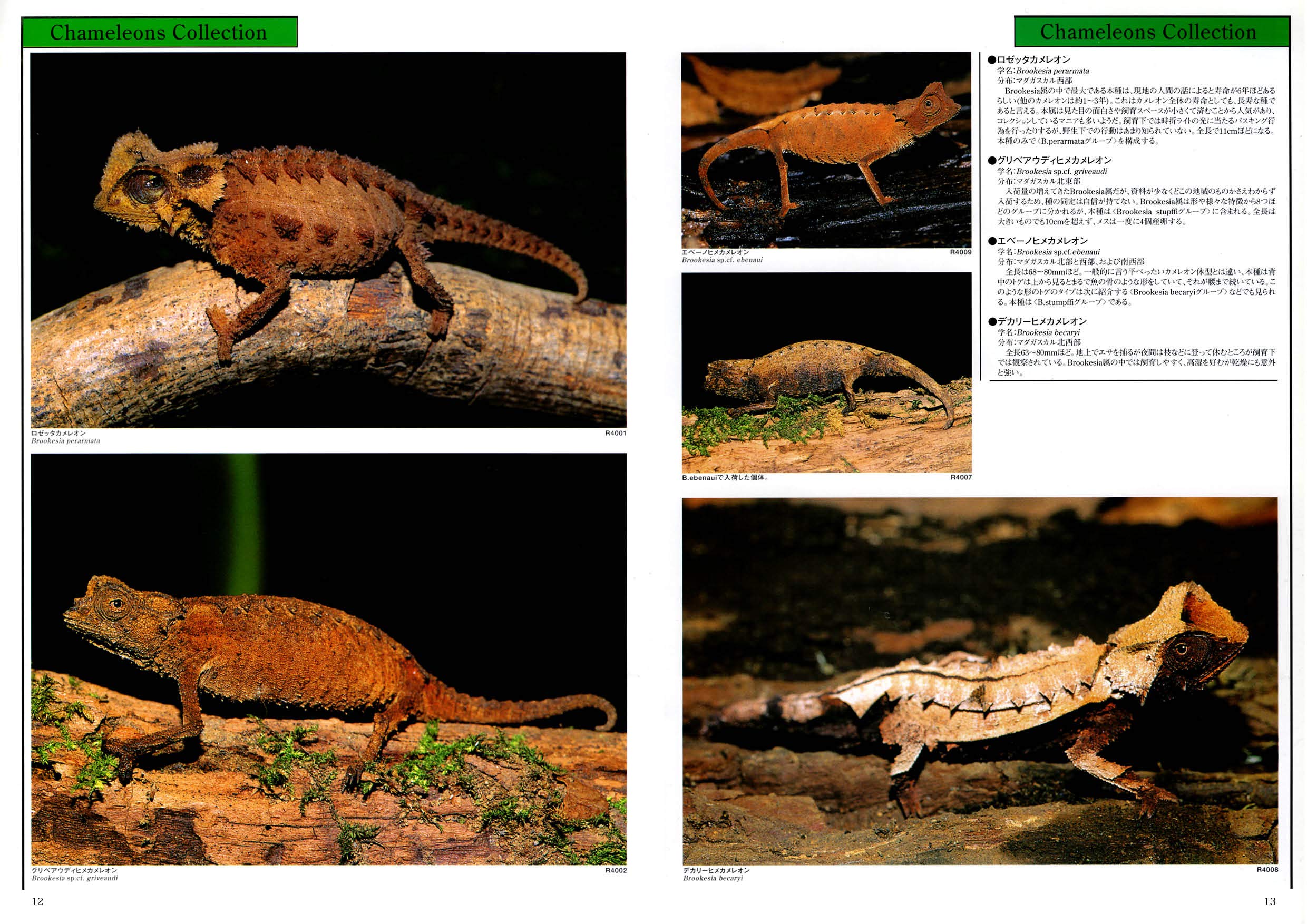 店内限界値引き中 セルフラッピング無料 アクアマガジン Bible Www Anavara Com