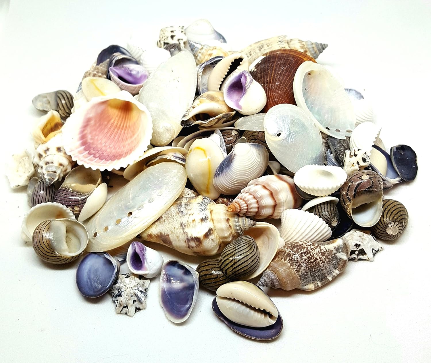 100g Small Sea Shells, Beach Mixed SeaShells, Shells for Craft and