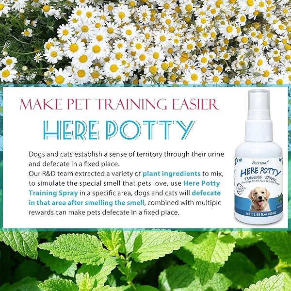 PETSTORAL DOG NOT HERE & HERE POTTY TRAINING SPRAY KIT, PUPPY ESSENTIALS. PEE HERE CORRECTOR SPRAY, PREVENT YOUR PET FROM SOILING THE CARPET. CITRUS AND MINT, 1.69 FL OZ EACHAL
