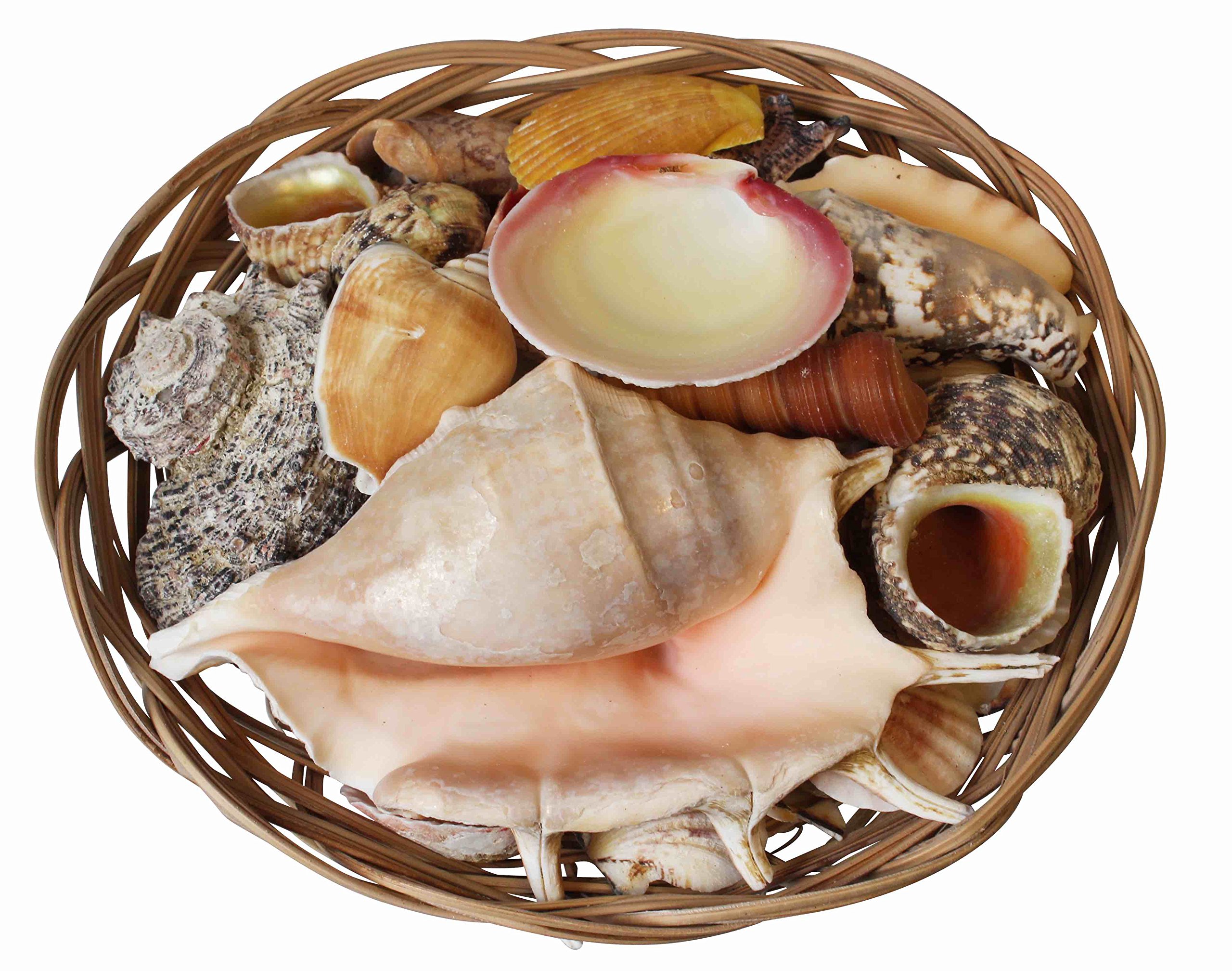 homeshop3000 Assorted Tropical Shells in a Decorative Wicker Basket 8” (20cm)