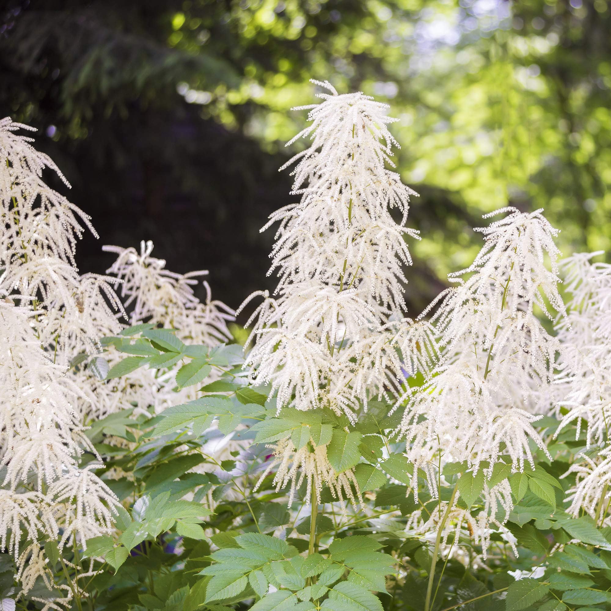 Outsidepride500 Seeds Perennial White Aruncus Noble Spirits Flower Seeds for Planting