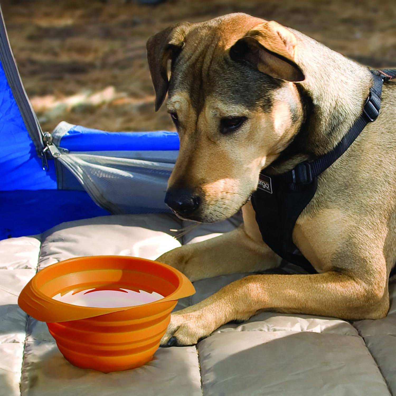 Kurgo Collaps-A-Bowl for Dogs, Collapsible Travel Dog Bowl for Outdoor Adventures, Food-Grade Silicone - Image 5