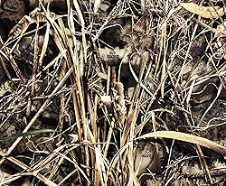 Realtree Max-7 | Canvas Tough Duck 600D Fabric