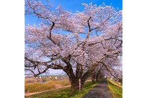 50+ Seeds Yoshino Japanese Flowering Cherry Tree Seeds