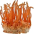 Root Mushroom Farm- Mushroom Grow kit -Cordyceps Militaris