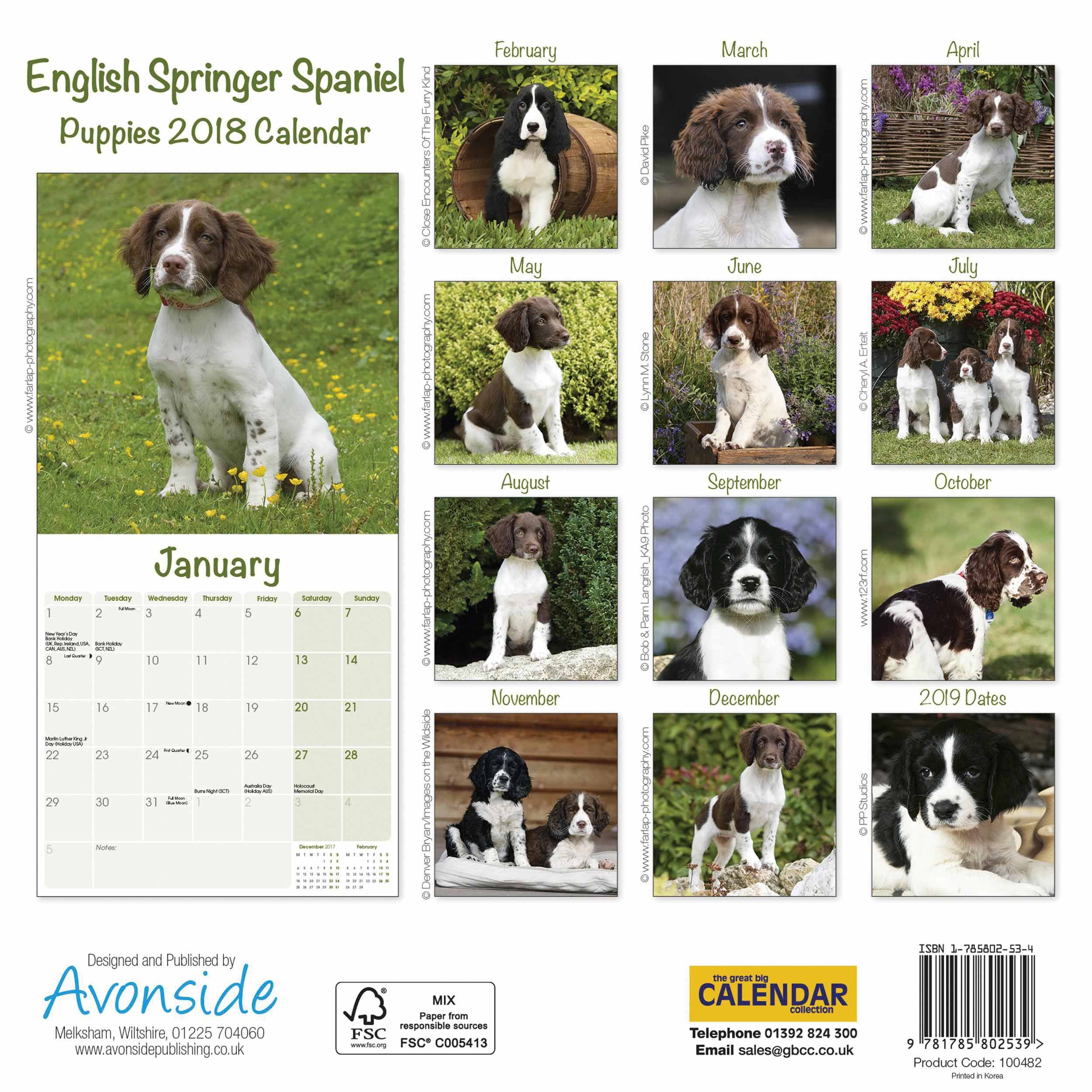 English Springer Spaniel Puppies 2018 M Mini Square Amazon De Fremdsprachige Bucher