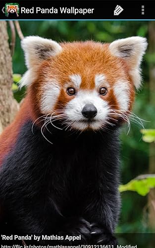 Red Panda Wallpaper Amazon Com Appstore For Android Red Panda Wallpaper Amazon Com Appstore For Android