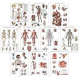 10 Pack - Anatomical Poster Set - LAMINATED - Muscular, Skeletal, Digestive, Respiratory, Circulatory, Endocrine, Lymphatic, 
