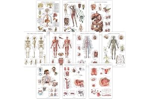 10 Pack - Anatomical Poster Set - LAMINATED - Muscular, Skeletal, Digestive, Respiratory, Circulatory, Endocrine, Lymphatic, 