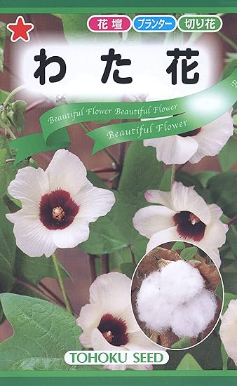 Amazon 株式会社トーホク わた花 花
