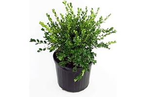GREEN PROMISE FARMS Buxus micro. 'Winter Gem' (Boxwood) Evergreen, shiny green foliage, #2 - Size Container