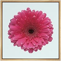 SIGNWIN Framed Canvas Wall Art Deep Pink and Black Barberton Gerbera Daisy Floral Flower Photography Realism Modern Closeup Colorful for Living Room, Bedroom, Office - 16