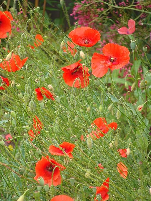 Graines De Coquelicot Des Jardins Fleur Annuelle