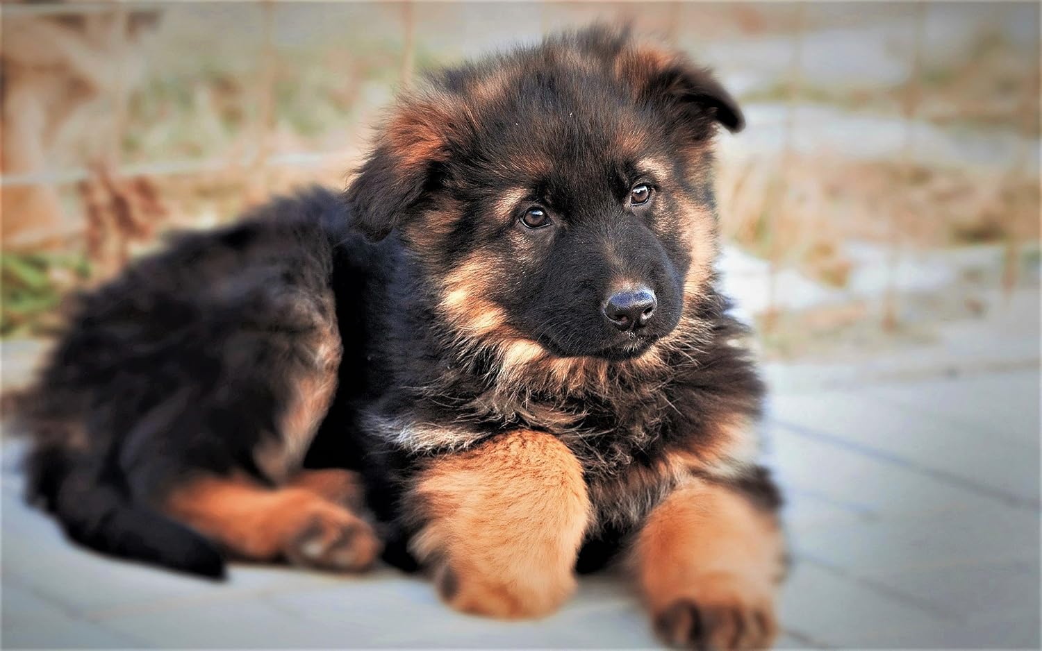 Cutest Baby German Shepherd Carinewbi