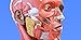 Muscular System - 3D Atlas of Anatomy
