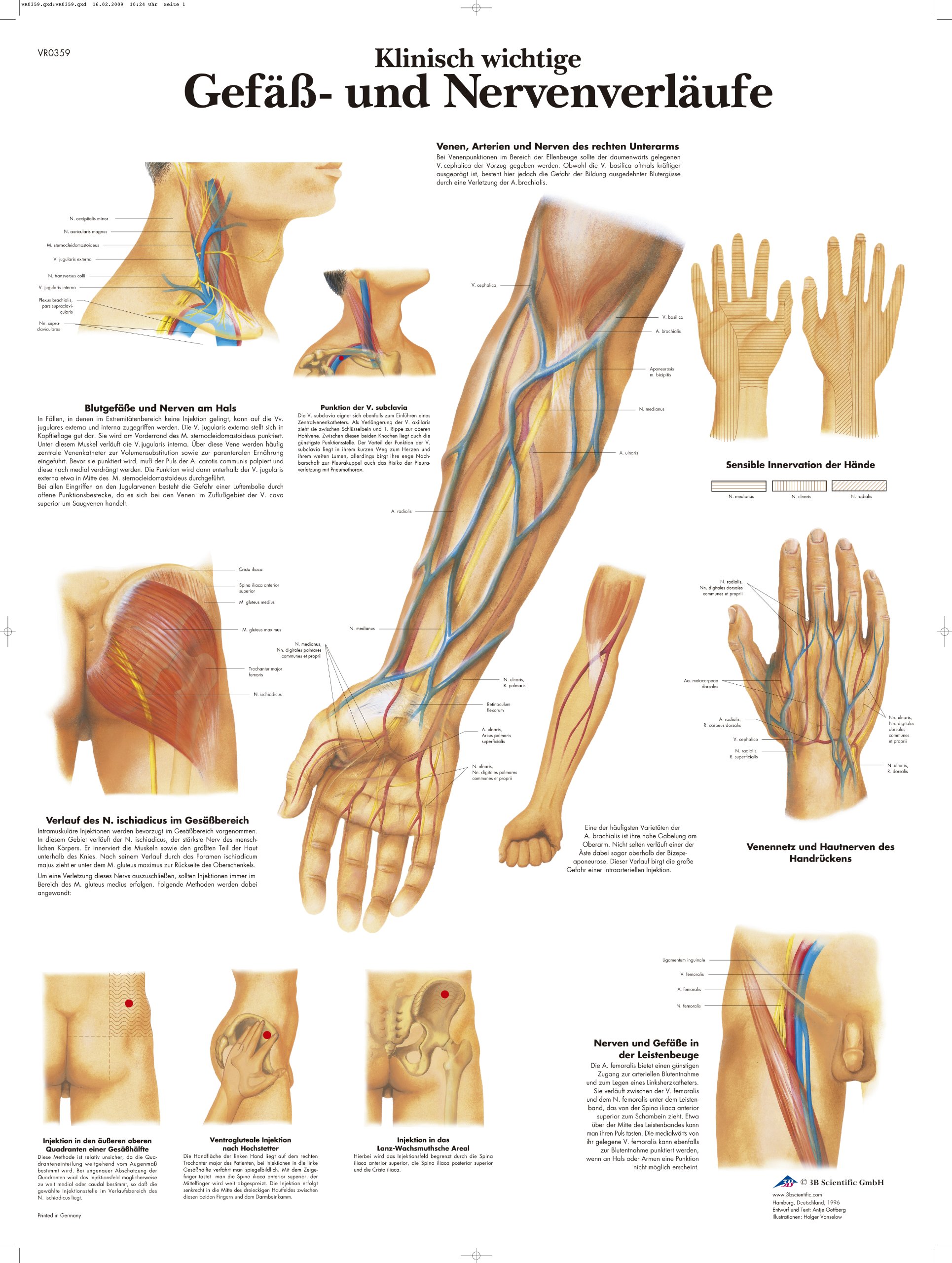 3B Scientific Chart - Clinically Important Vascular and Nerve Circuits, 1