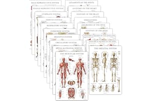 19 Pack - Anatomical Posters - Laminated - Muscular, Skeletal, Digestive, Respiratory, Circulatory, Endocrine, Lymphatic, Mal