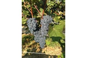 FAIRHAVEN VINE NURSERY Lomanto Wine Grape Vine - Plantable Year-Round!
