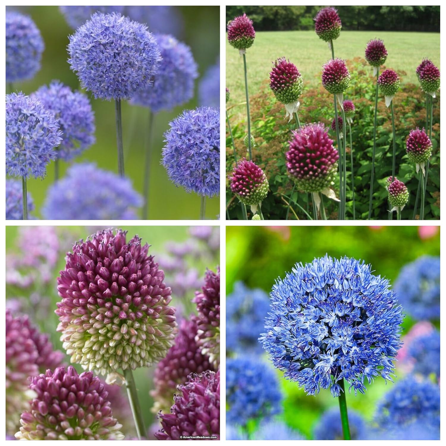 check out the cheapest Humphreys Garden Allium Caeruleum