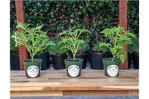 CITRONELLAKING 3 Citronella Plants, Mosquito Plants, 4” Nursery Pots, Live Plant