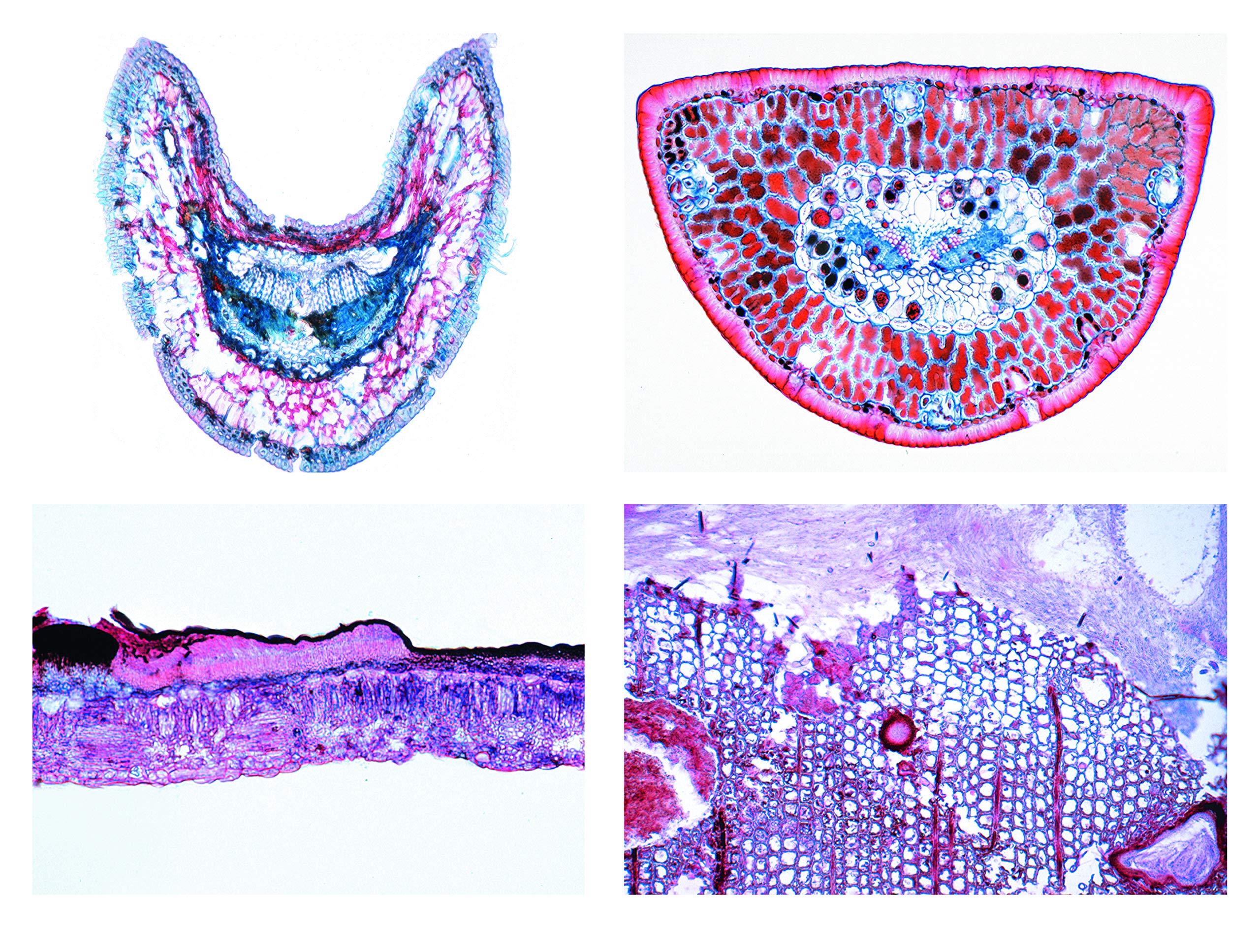 Lieder Biology Microscopy Microscopy Series Plant Stgel: Conductive tissue and guide bundle