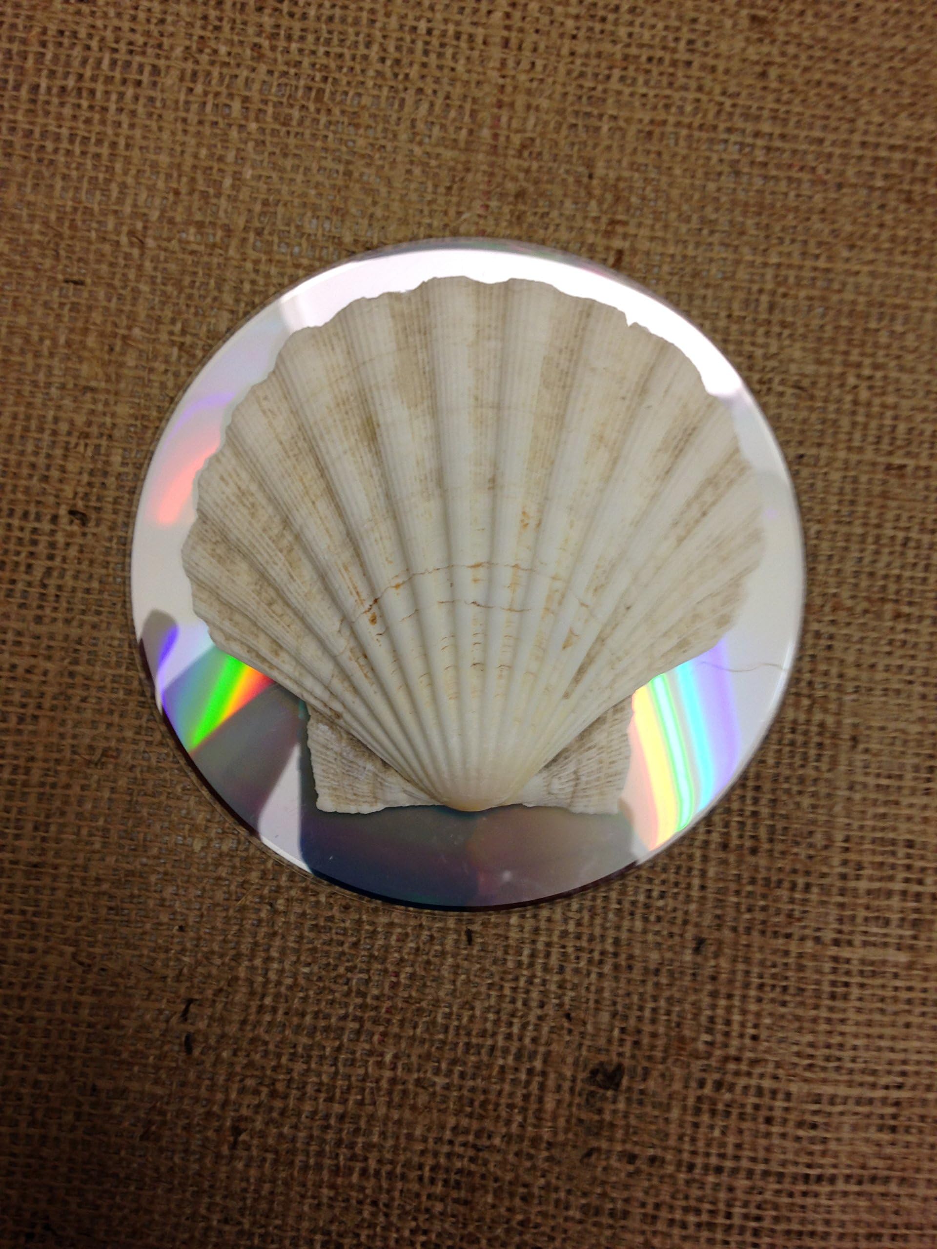 Scallop Shells x 6 Medium 10cm - Cleaned and Boiled