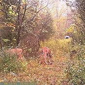 Amazon.com: Amcrest ATC-1201 12MP Digital Game Cam Trail