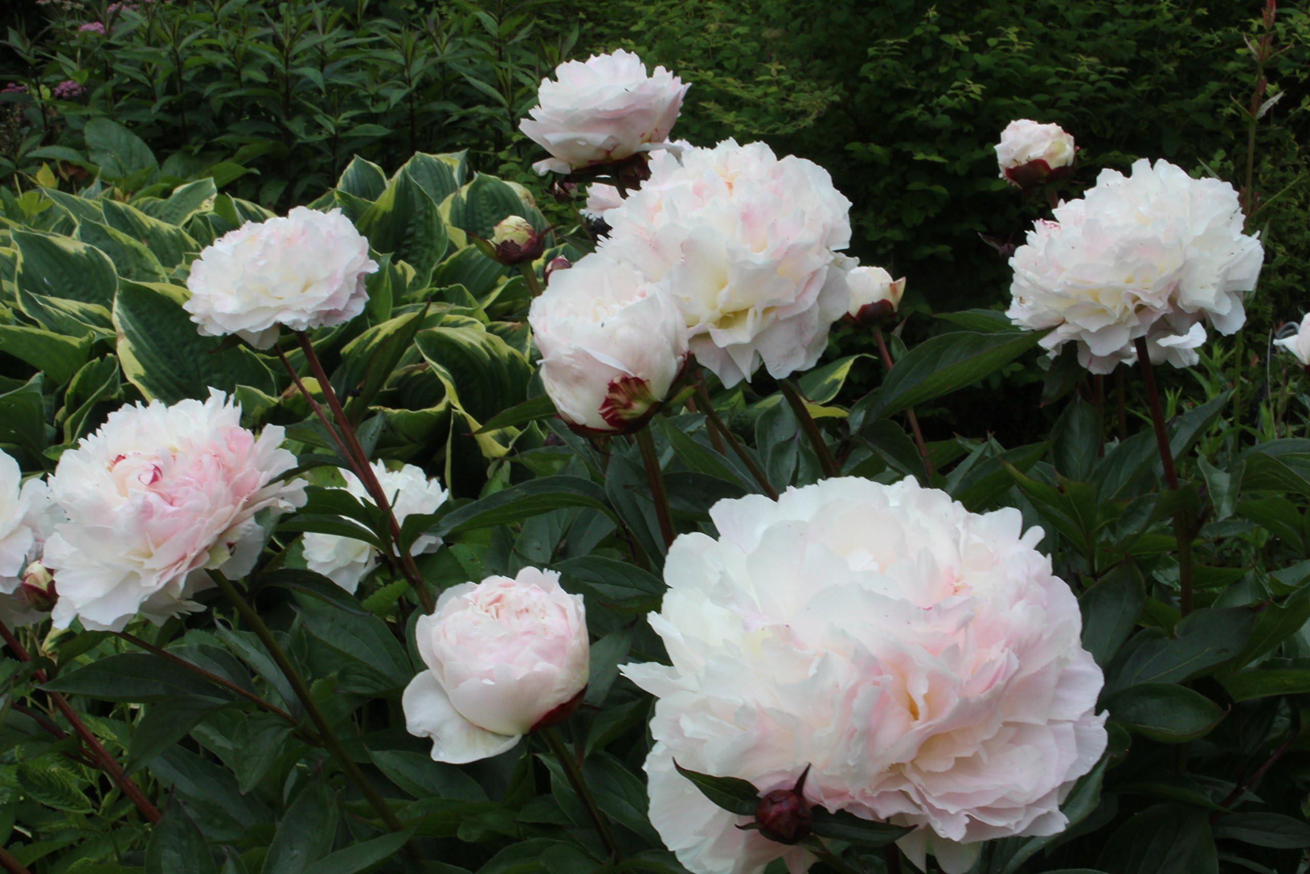 Paeonia lactiflora 'Shirley Temple' - aka white peony rose - a garden tested hardy perennial plant
