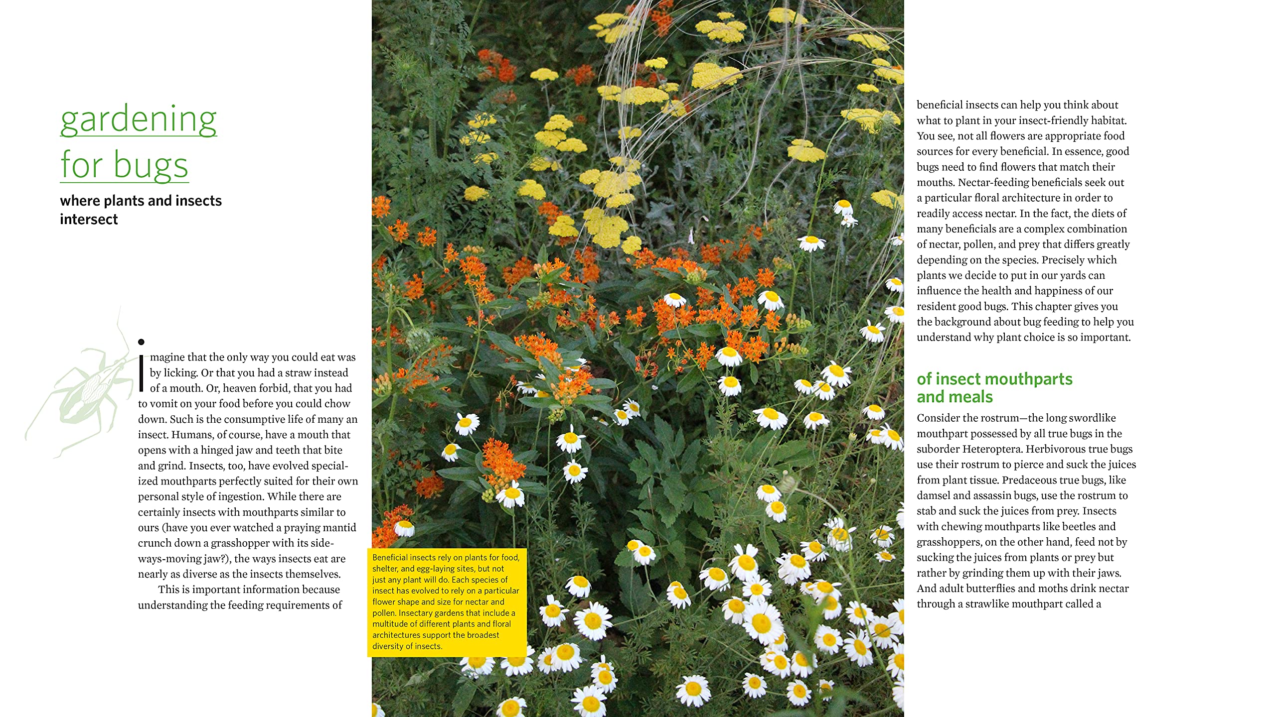 Attracting Beneficial Bugs to Your Garden, Revised and Updated Second Edition: A Natural Approach to Pest Control