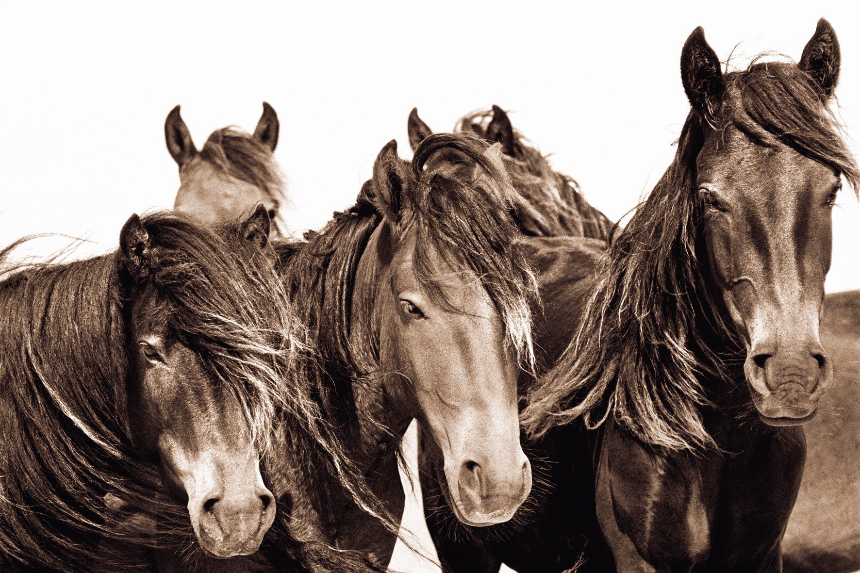 The Wild Horses Of Sable Island The Wild Horses Of Sable Islands Promo Roberto Dutesco Amazon De Bucher