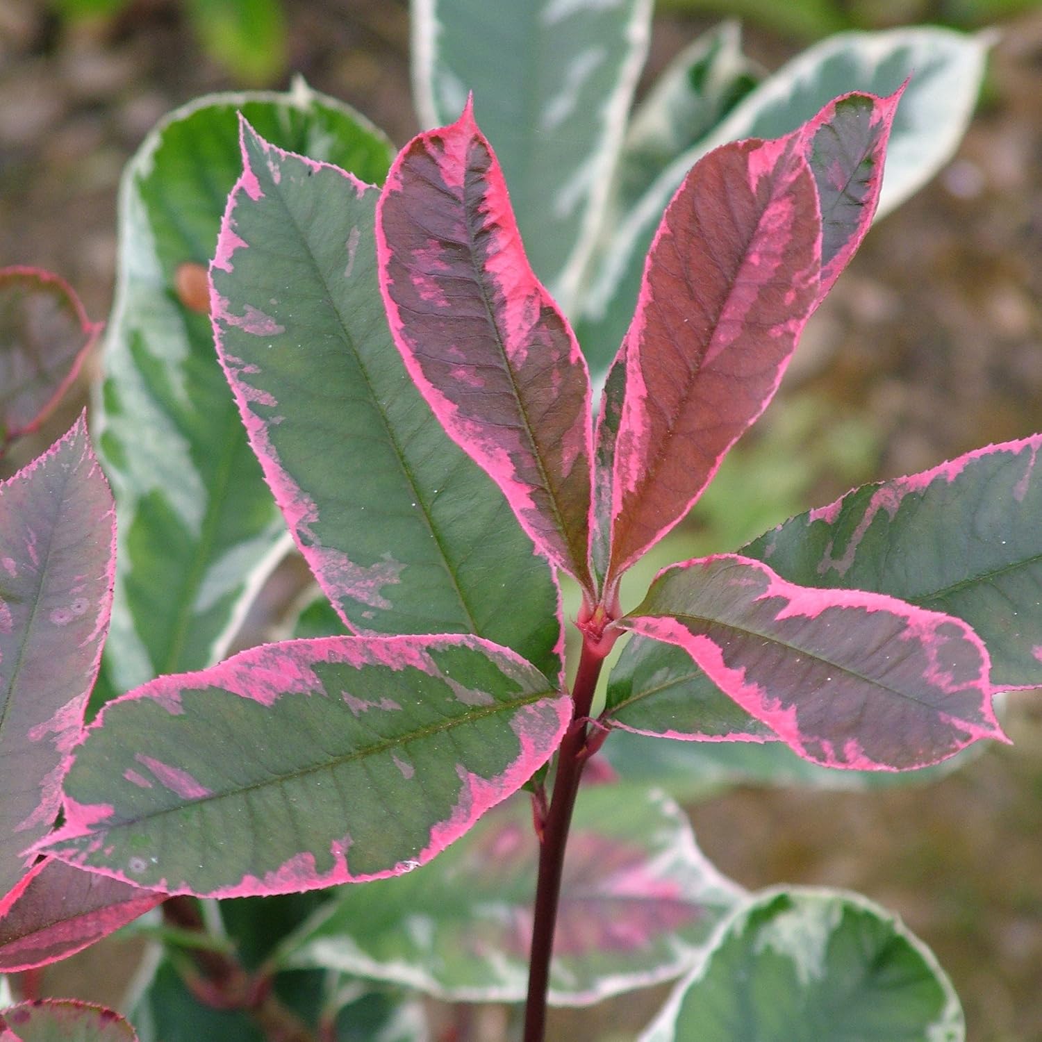 Photinia Pink Marble Hardy Evergreen Shrub In 1 3l Pot Rhs Award Of Garden Merit Amazon Co Uk Garden Outdoors