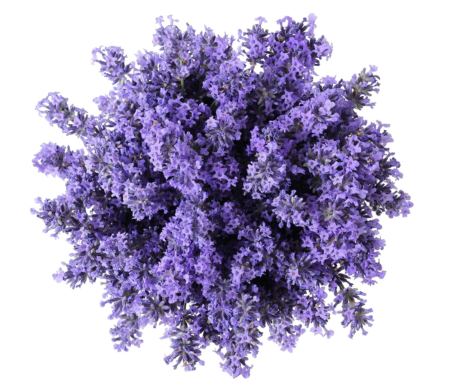 PAUL MITCHELL Tea Tree Lavender Mint Moisturizing Conditioner: Premium Beauty