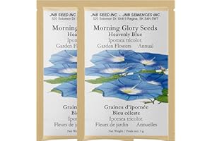 Morning Glory Seeds - Heavenly Blue (Approx. 200 Seeds - 6 Gram) Experience The Beauty in Your Flower Garden