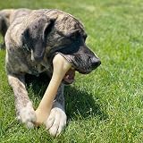 Nylabone Extreme Tough Dog Chew Toy Monster Beef Thigh XXL 23 kg+ view 7