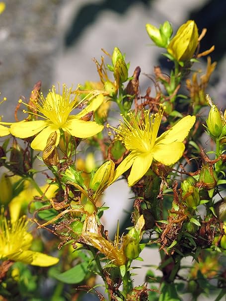 Echtes Johanniskraut Hypericum Perforatum 1400 Samen Herrgottsblut Amazon De Garten