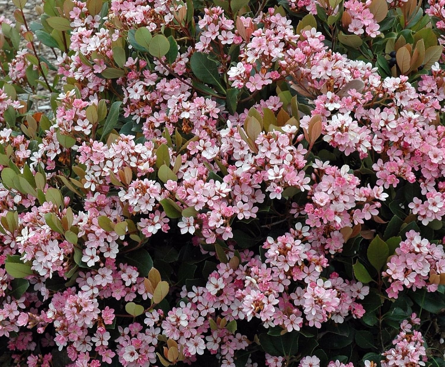 nnplant Fruits Tree Herbs Tropical House interior plants