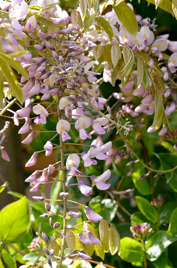 Wisteria floribunda 'Honbeni' Amazon.co.uk Garden & Outdoors