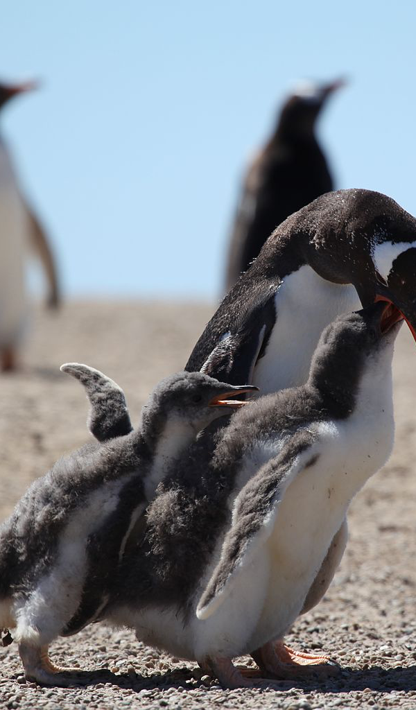 gentoo penguin Wallpaper – HD Wallpapers of gentoo penguins!: Amazon